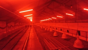 Moederdierenstal VOF Veldsink