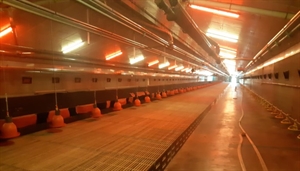 Moederdierenstal Buurman